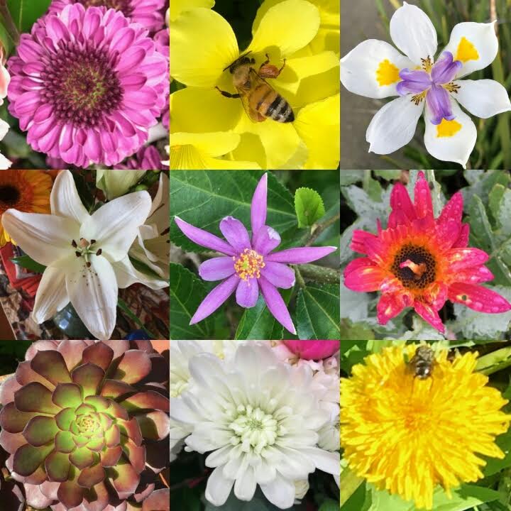 flowers